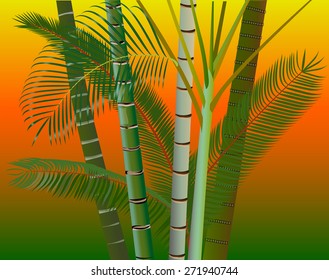 Palm trees jungle evening sky background