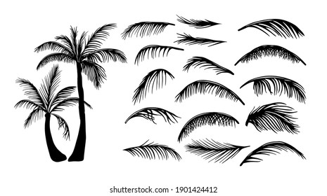 Palm trees. Palm leaves. Vector illustration