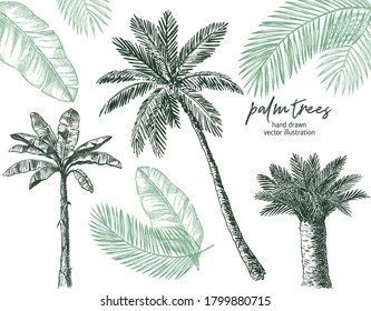 Palm Trees Leaves Vector Sketch Illustration Stock Vector (Royalty Free ...