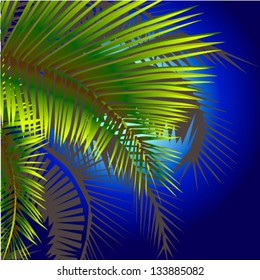 palm trees at night