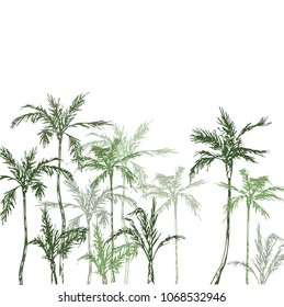 Palm trees on the beach. Palm forest by the sea. Palm trees at sunset near the ocean. Tropical palm trees.