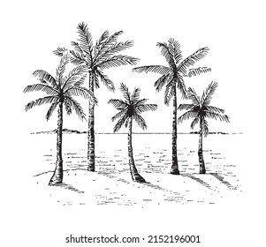 Palm trees on the sea coast. Hand drawn sketch. Perfect for postcard