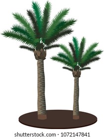palm trees on a white background