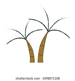 Palm trees on white background