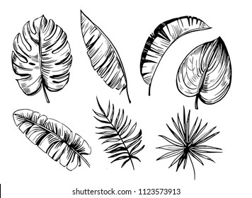 Palm trees. Outline. Vector set