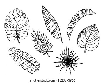 Palm trees. Outline. Vector set