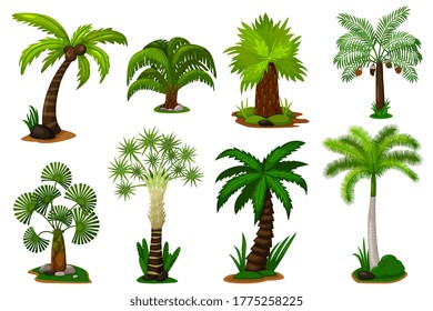 Palmeras. Plantas aisladas de palmeras de coco con colección de íconos de hojas. Vector decorativo de flora tropical verde e ilustración de la naturaleza