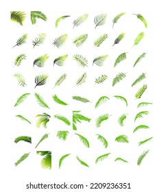 Palm trees set. Palm leaves elements. Vector illustration
