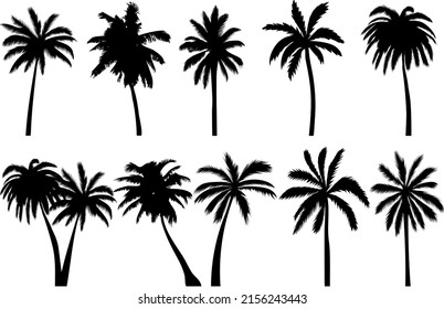 palm trees set silhouette, on white background, isolated, vector