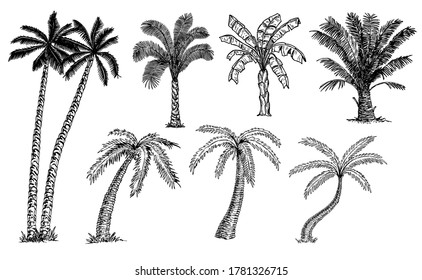 Palm trees set sketch. Different types of palms. Banana palm, coconut palm, date palm. Tropical trees.