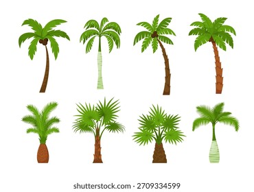 Palmeras. Un conjunto de varios árboles tropicales con cocos en estilo de dibujos animados sobre un fondo blanco. Ilustración vectorial
