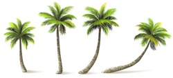 Palmen Mit Schatten Einzeln Auf Weiß. Vektorgrafik
