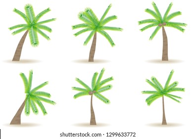 Palm trees with shadow isolated on white. Palm trees isolated on white background. Beautiful palma tree set vector.