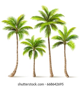 Palm trees with shadow isolated on white. Vector illustration