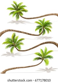 Palm trees with shadow isolated on white. Vector illustration