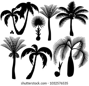 Palm trees silhouette