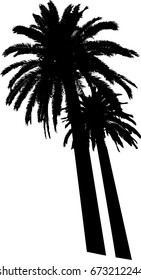 Palm trees silhouette