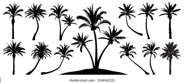 Palm trees silhouette. Isolated objects on a white background. Vector set tropical trees