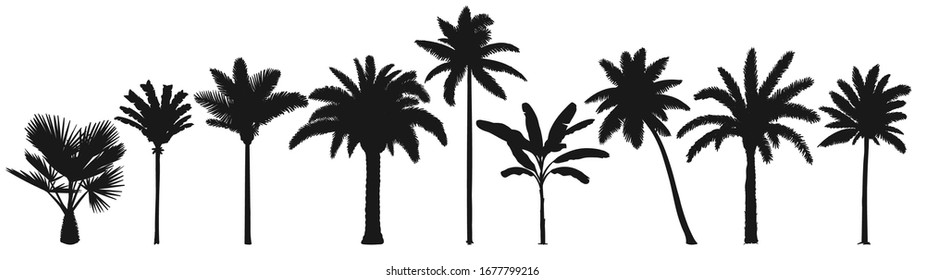 Silueta de palmeras. Árboles de coco retro, siluetas tropicales de palmeras dibujadas a mano vectorial. Ilustración de la botánica de palmera, plantas tropicales verdes