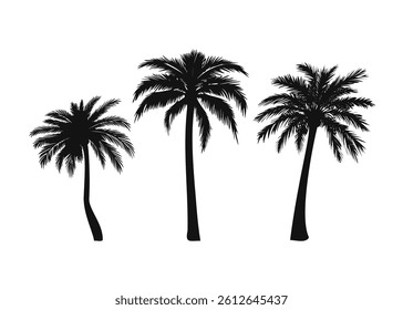 Palm Trees silhouette set Isolated On White Background. Palm Silhouettes. Tropical tree with jagged leaves and a slender trunk. Design Of Palm Trees For Posters, Banners, And Promotional Vector