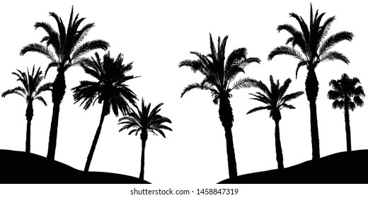 Palm trees silhouette, vector illustration