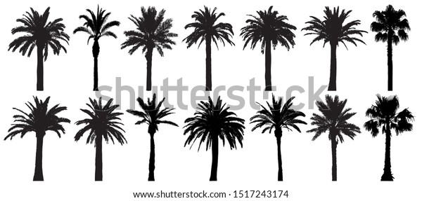ヤシの木のシルエット 熱帯の木のベクター画像セット 白い背景に分離型 のベクター画像素材 ロイヤリティフリー