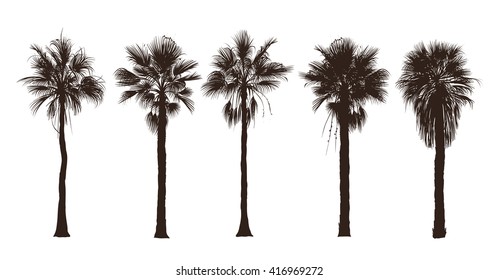 Palmbäume, Silhouetten