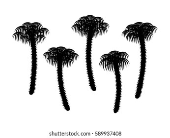 Palm trees. Silhouettes