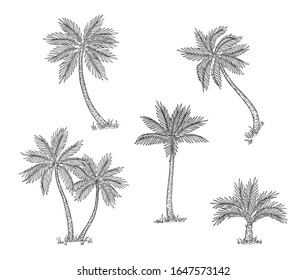 Palm trees sketch. Isolated exotic rainforest, coconut tree. Coast or beach hand drawn flora, black engraving botanical vector elements