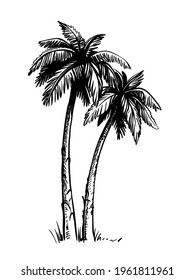 Palm trees sketch vector. Tropic hand drawing. 