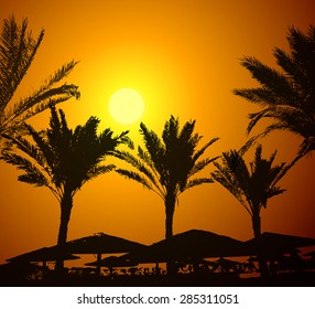 palm trees at sunset. Vector