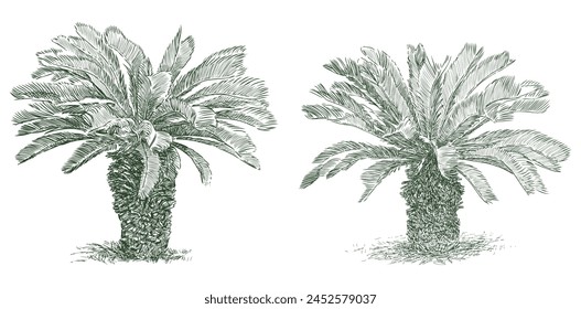 Palm trees tropical evergreen two trees mediterranean flora sketch vector hand drawn illustration isolated on white