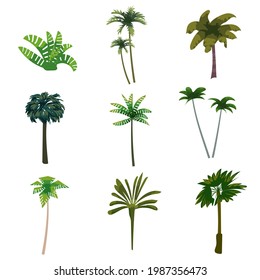 Palm trees tropical exotic plants set. Collection botanical flora jungle tropic nature. Vector cartoon flat style illustration