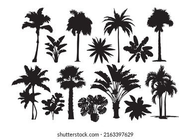 Palm trees, tropical trees. Isolated black and white illustrations.