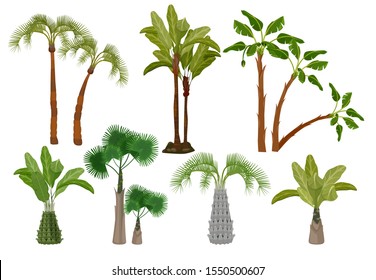 Tropical Plants Palm Trees Set Lush Stock Vector (Royalty Free) 594672536