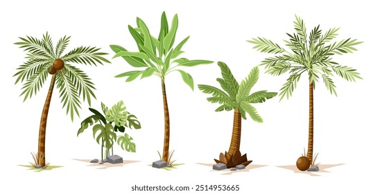 Palmeiras tropical set. Árvores exteriores com coco. Flora de ilha tropical. Ecologia e meio ambiente, botânica. Selva e floresta tropical. Coleção de vetores planos isolada no plano de fundo branco