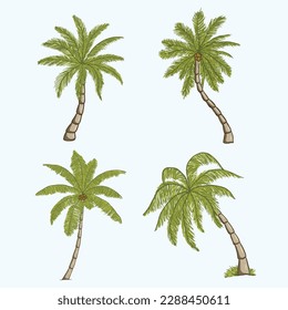 palm trees Vector illustration. hand drawn palm tree. tropical coconut trees, vintage Miami palms vector illustration set. Tropical tree palm, green floral botanical.