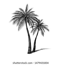 Palm trees vector illustration, Tropical nature element.

