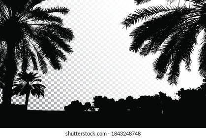 Palm trees vector silhouette. Coconut palm tree with coconuts  vector. Beach vector trees. EPS 10