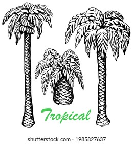 Palm trees. Vector stock illustration.Hand drawing. Sketch. Black white tropical trees. Isolated over white background.