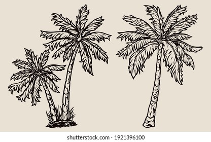 Palm trees vintage tropical composition in monochrome style isolated vector illustration