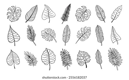 Palm tropical exotic leaves outline sketch. Tropical palm leave doodle, isolated linear doodle style. . Vector illustration