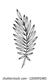 Palm tropical leaf hand drawn sketch. Exotic forest tree icon. Realistic vector illustration isolated on white background. Black ink line handdrawn art. For temporary tattoo, t shirt print