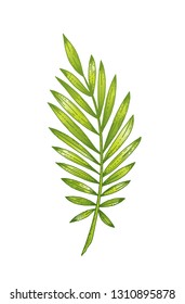 Palm tropical leaf hand drawn sketch. Exotic forest tree icon. Realistic vector illustration isolated on white background. Green color watercolor line handdrawn art for t-shirt print, logo design