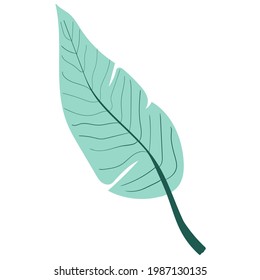 palm tropical leaf. palm leaves. jungle and rainforest. stock vector illustration isolated on white background.