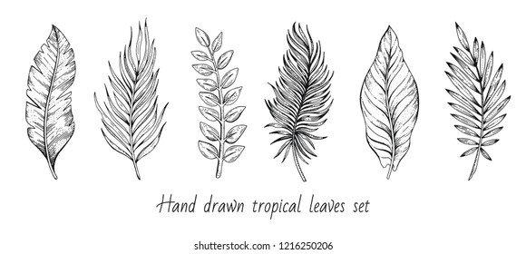 Palm tropical leaf set, hand drawn sketch. Exotic forest tree icon. Realistic vector illustration isolated on white background. Black ink line handdrawn art. For temporary tattoo, t shirt print