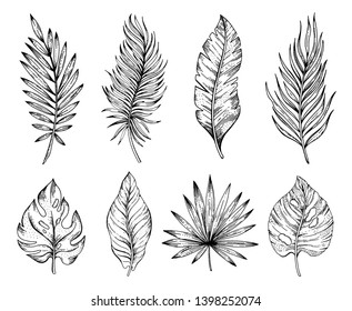 Palm Tropical Leaf Set, Hand Drawn Sketch. Exotic Forest Tree Icon. Realistic Vector Illustration Isolated On White Background. Black Ink Line Handdrawn Art. For Temporary Tattoo, T Shirt Print