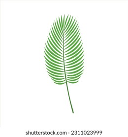 Palm tropical leaf vector illustration isolated on white background. Botanical summer design element of green exotic plant for decoration