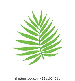 Ilustración vectorial de hoja tropical pálida aislada en fondo blanco. Diseño botánico de verano elemento de planta exótica verde para la decoración