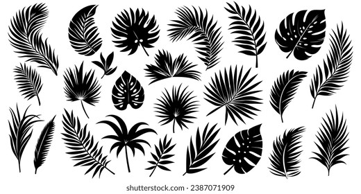 Palm tropical leaves, black silhouette on a transparent background, vector set